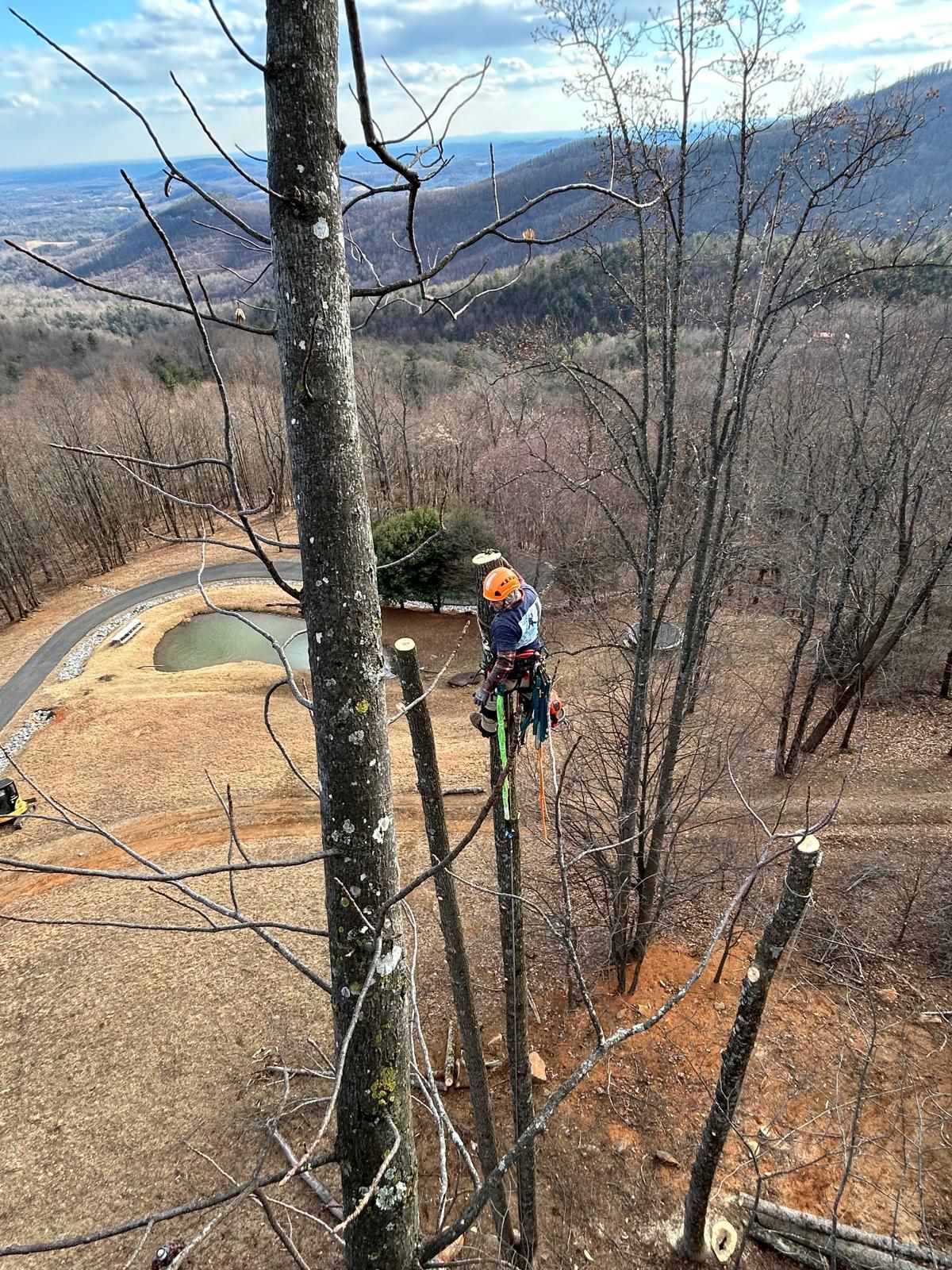River Birch Tree Service — View Clearing in the High Country, NC