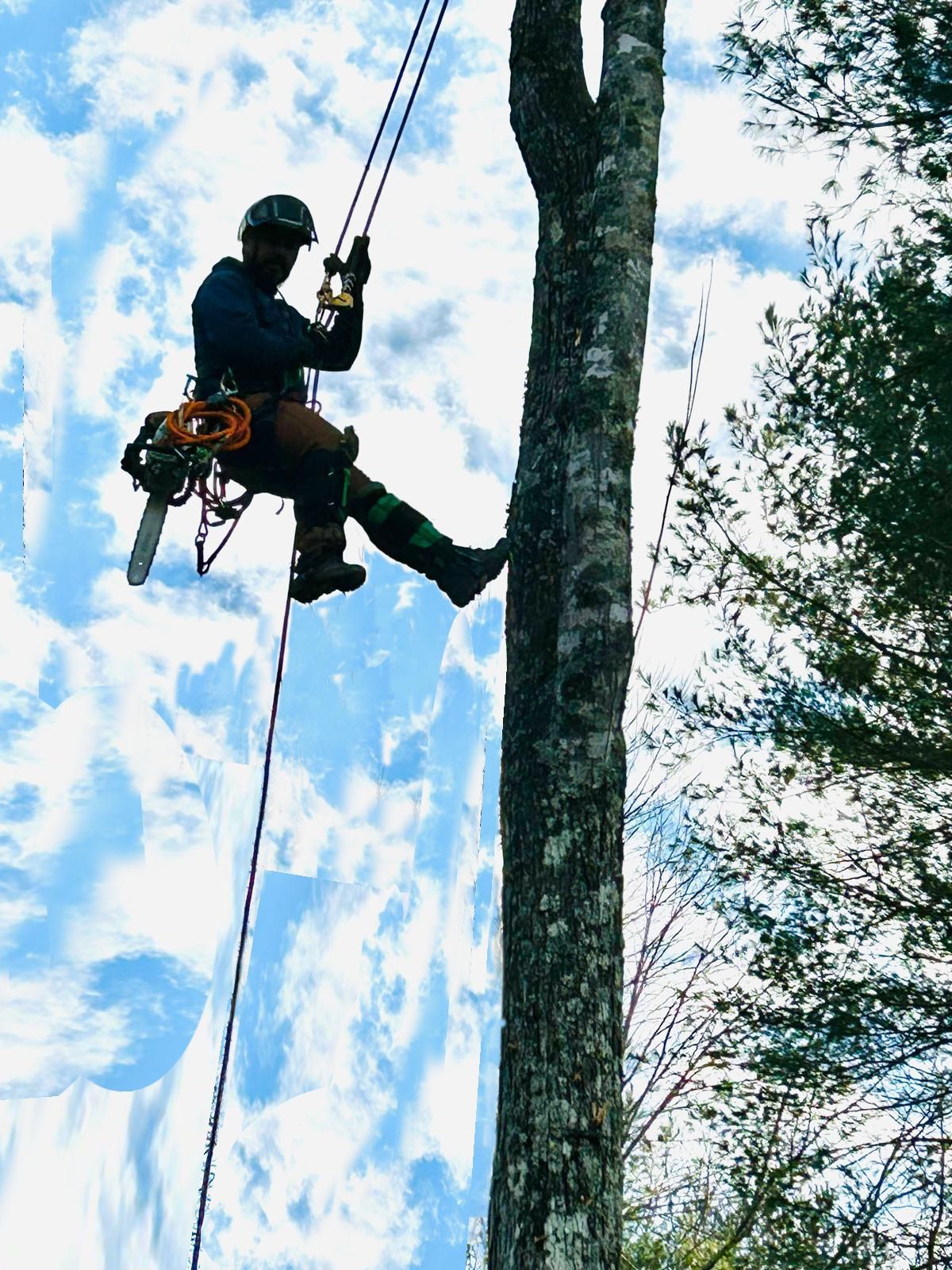 River Birch Tree Service serving Todd, NC