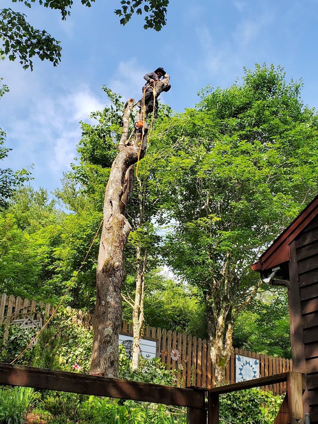Climber roped into a tree he is taking down in sections beside a wood-sided cabin in the North Carolina High Country