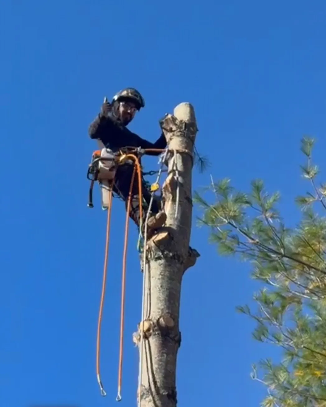 Two River Birch climbers trimming a tall tree near Boone, NC