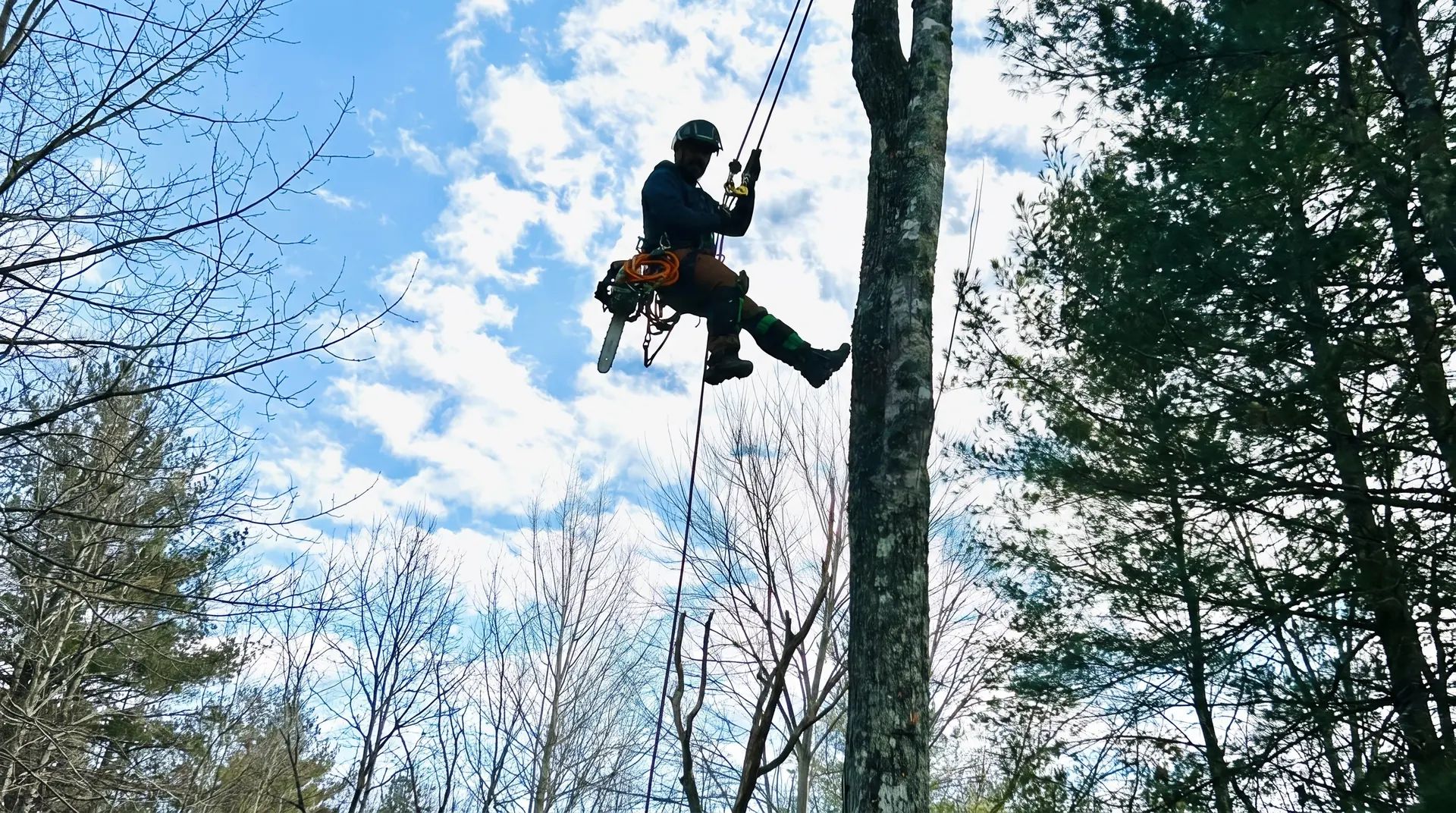 River Birch Tree Service arborist roped into a tree with a chainsaw, removing it against a blue High Country sky near Deep Gap, NC